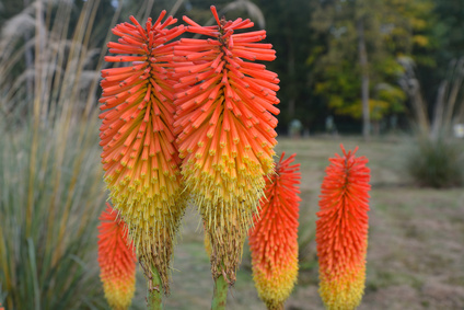 Kniphofia