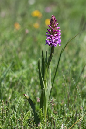 Orchideje ve volné přírodě