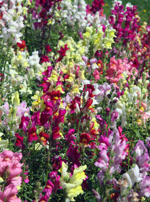 Antirrhinum - Hledík